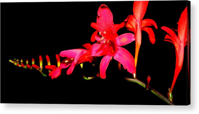 Crocosmia Acrylic Print featuring the photograph Crocosmia Lucifer by Kim Galluzzo