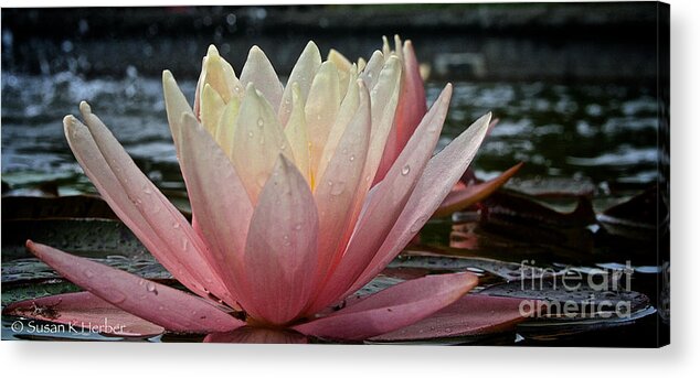 Outdoors Acrylic Print featuring the photograph Floral Wonders by Susan Herber
