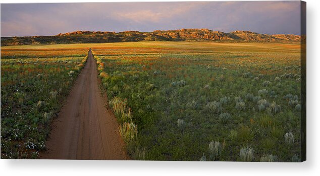 00175239 Acrylic Print featuring the photograph Globemallow Clusters And Dirt Road Salt by Tim Fitzharris