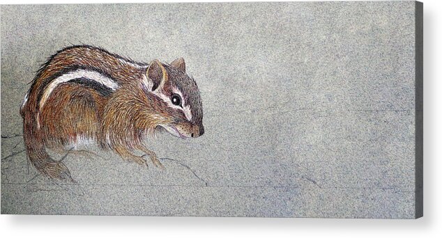 Chipmunk Acrylic Print featuring the drawing Sketch of an Eastern Chipmunk by Leslie M Browning