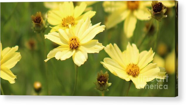 Yellow Acrylic Print featuring the photograph Nature's Beauty 67 by Deena Withycombe