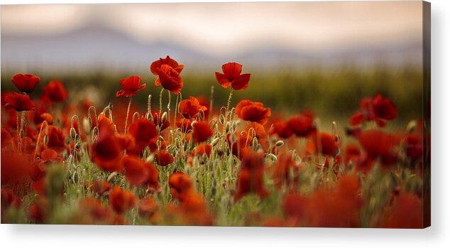 Poppy Acrylic Print featuring the photograph Summer Poppy Meadow #16 by Nailia Schwarz