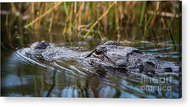 Loxahatchee Acrylic Print featuring the photograph Alligator closeup-2-0600 by Steve Somerville