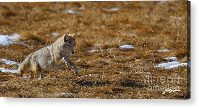 Coyote. Rocky Mountain National Park Acrylic Print featuring the photograph Attack by Bon and Jim Fillpot