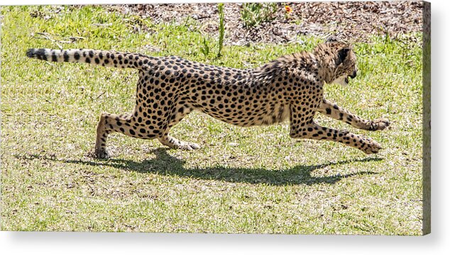 Wildlife Acrylic Print featuring the photograph Cheetah Running Across by William Bitman