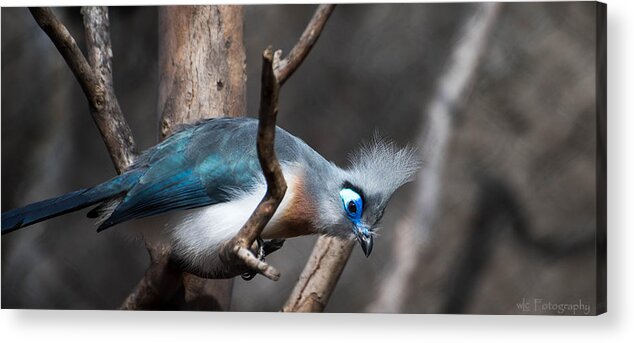 Birds Acrylic Print featuring the photograph Crested Coua by Wendy Carrington