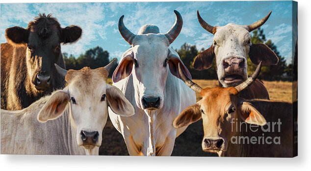 Cows Acrylic Print featuring the photograph CupCake Cows by Metaphor Photo