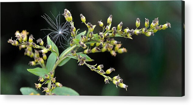 Thistle Acrylic Print featuring the photograph Entrapped by Mark Fuller