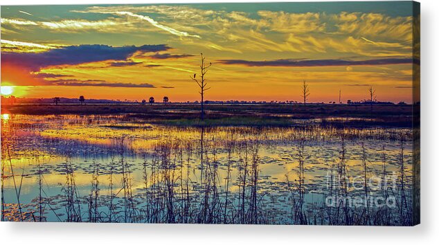 Bird Acrylic Print featuring the photograph Florida Nature Paradise by DB Hayes