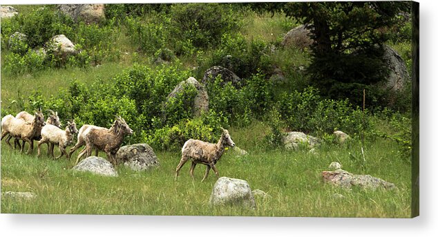 Rocky Acrylic Print featuring the photograph Follow the Leader by Sean Allen