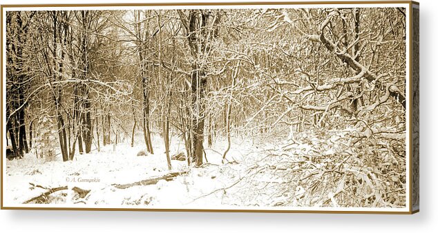 Forest Acrylic Print featuring the photograph Forest Edge with Snow, Winter, Pocono Mountains by A Macarthur Gurmankin