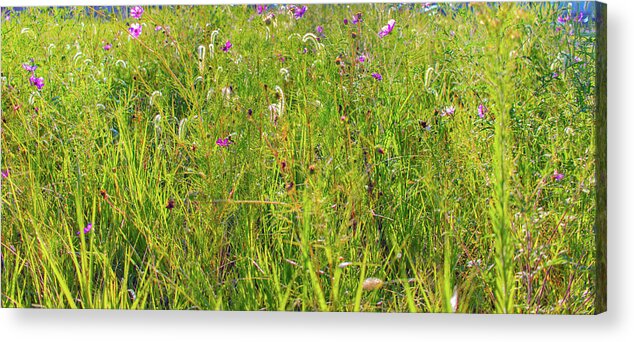 Parkersburg Acrylic Print featuring the photograph Grass World by Jonny D