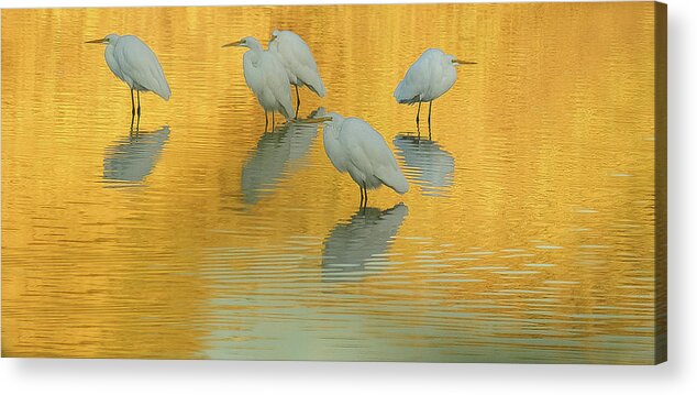 Great Egrets Acrylic Print featuring the photograph Great Egrets 5005-112813-4cr by Tam Ryan