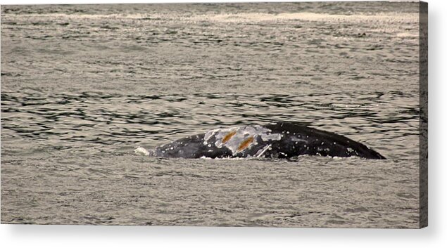  Acrylic Print featuring the photograph Gray Whale breaching by Brian Sereda