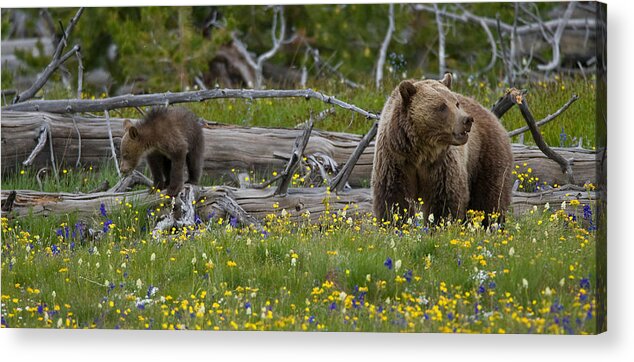 Grizzly Bear Acrylic Print featuring the photograph In Bloom by Sandy Sisti