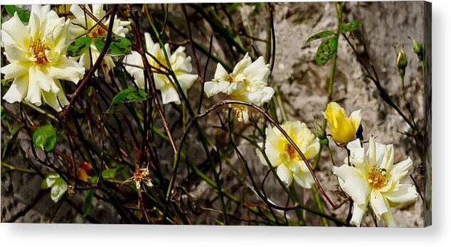 Roses Acrylic Print featuring the photograph In opposite corners. by Elena Perelman