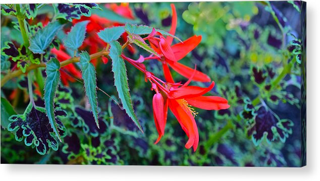 Coleus Acrylic Print featuring the photograph Mid September Garden Inky Fingers Coleus 2 by Janis Senungetuk