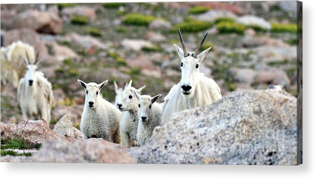 Mountain Goat Acrylic Print featuring the photograph Mountain Goat Family Panorama by Scott Mahon
