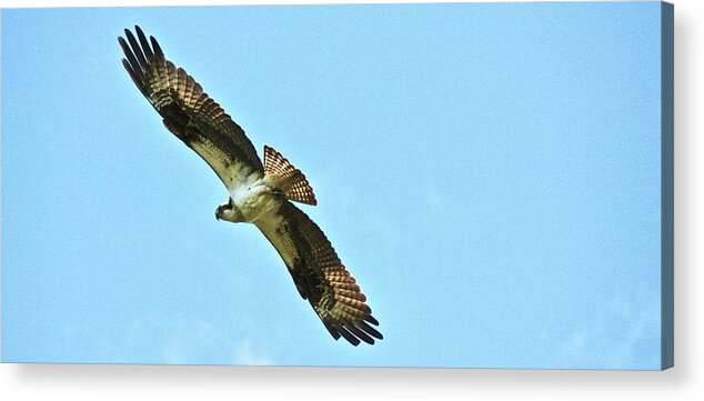 Osprey Acrylic Print featuring the photograph One last look by Shawn M Greener