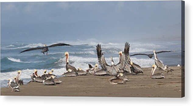 Brown Pelicans Acrylic Print featuring the photograph Pelicans at the Beach by Christy Pooschke
