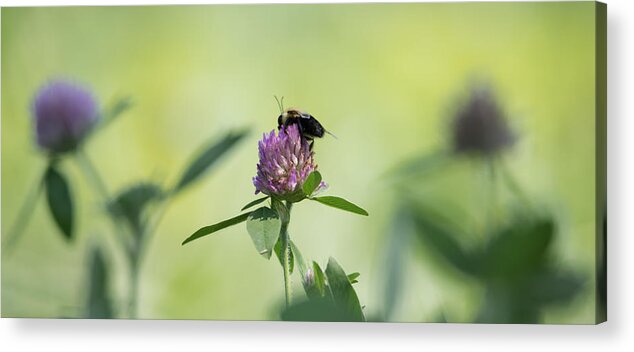 Pollination Acrylic Print featuring the photograph Pollination  by Holden The Moment