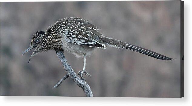 Roadrunner Acrylic Print featuring the photograph Roadrunner by Ben Foster