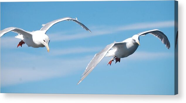 Seagulls Acrylic Print featuring the photograph Seagulls by Sumoflam Photography