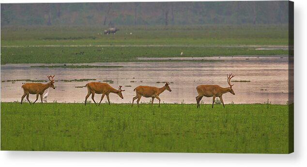 2017 Acrylic Print featuring the photograph Swamp Deers by Jean-Luc Baron