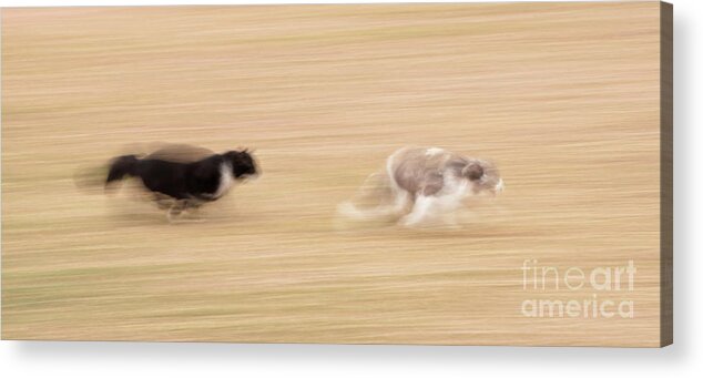Running Acrylic Print featuring the photograph The Chase by Sari ONeal
