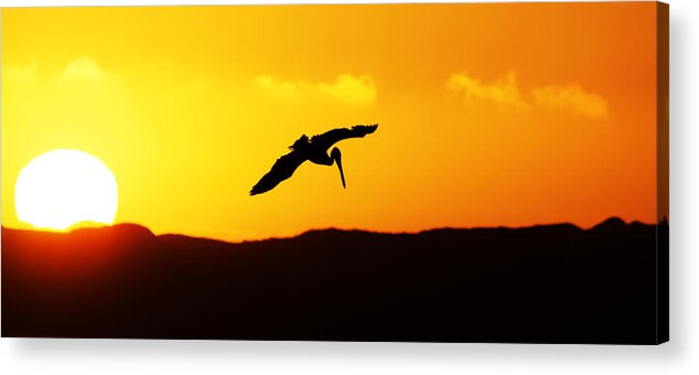 Animals Acrylic Print featuring the photograph The End of the Day -- Brown Pelican at Sunset in Morro Bay State Park, California by Darin Volpe