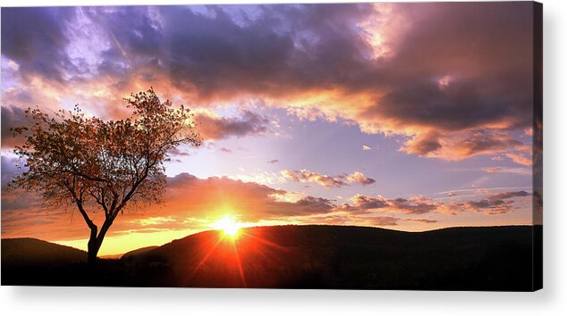 Landscape Acrylic Print featuring the photograph The Heart Tree by Everett Houser