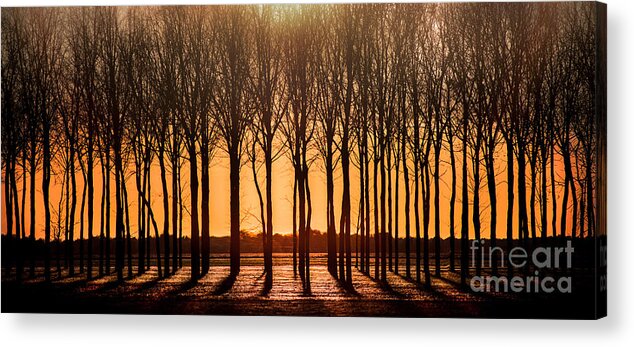Walnut Acrylic Print featuring the photograph The Walnut Grove by Michael Arend