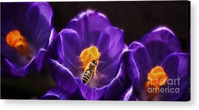 Bee Acrylic Print featuring the photograph Time For a Wee Nectar by Cameron Wood