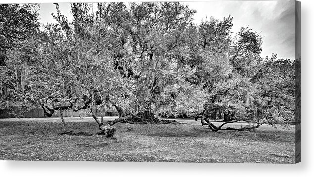 New Orleans Acrylic Print featuring the photograph Tree of Life 2 - Paint bw by Steve Harrington