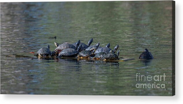 Turtle Acrylic Print featuring the photograph Turtle Hang Out by Dale Powell