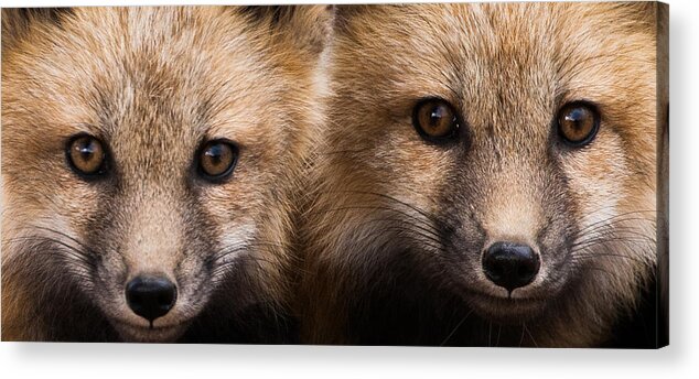 Red Fox Acrylic Print featuring the photograph Two Fox Kits by Mindy Musick King