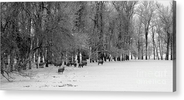 Snow Acrylic Print featuring the photograph What are ewe looking at by Julie Lueders 