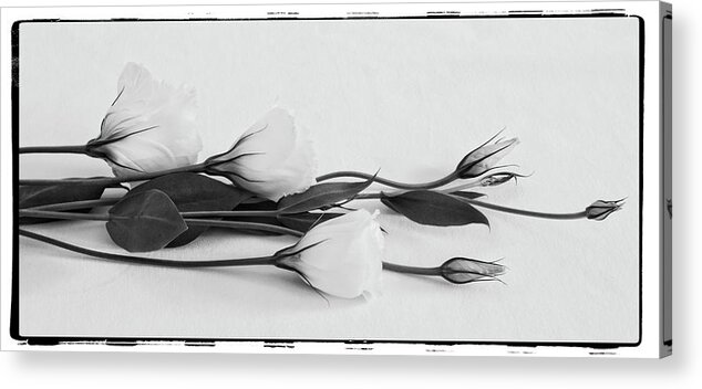 Lisianthus Acrylic Print featuring the photograph White Lisianthus by Sandra Foster