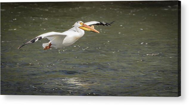 American White Pelican Acrylic Print featuring the photograph White Pelican 1-2015 by Thomas Young