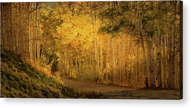 Aspen Trees Acrylic Print featuring the photograph Aspens in the Fading Sunlight by Don Schwartz