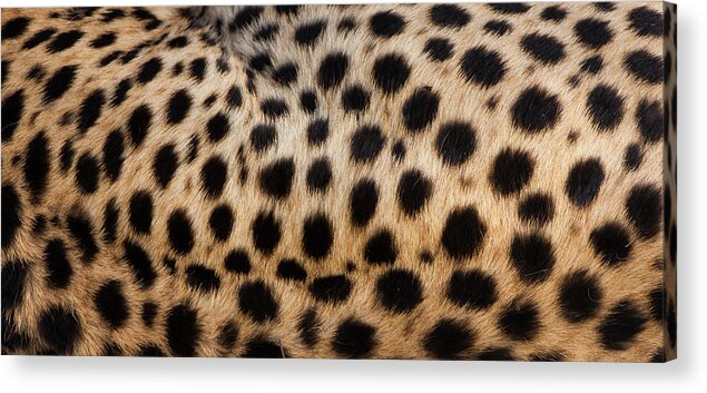 Vertebrate Acrylic Print featuring the photograph Close-up Of Cheetah Spots On The by Mint Images - Art Wolfe