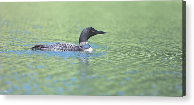 Loon Acrylic Print featuring the photograph Common Loon 4 by Gordon Semmens