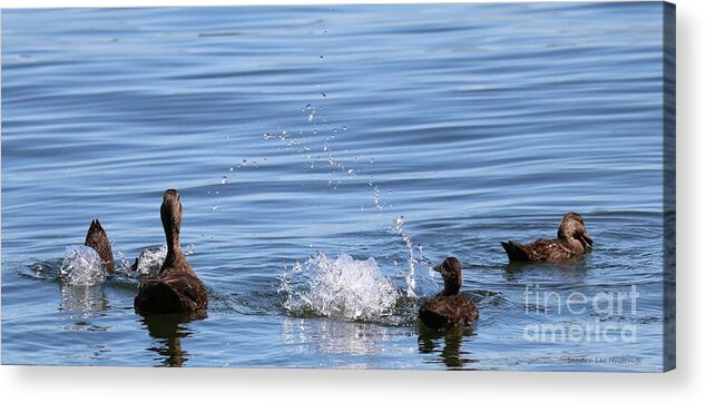 Ducks Acrylic Print featuring the photograph Ducks Awesome Water Display by Sandra Huston