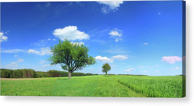 Scenics Acrylic Print featuring the photograph Green Field Landscape by Konradlew
