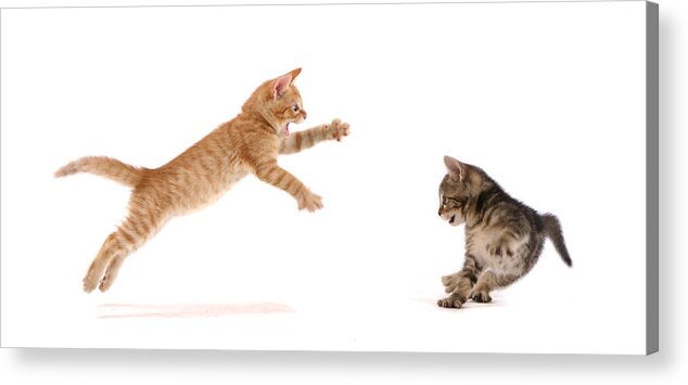 White Background Acrylic Print featuring the photograph Kitten Attack by Spxchrome