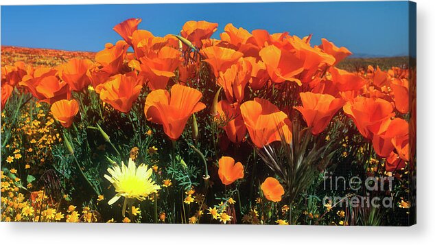 Dave Welling Acrylic Print featuring the photograph Panorama California Poppies Desert Dandelions California by Dave Welling