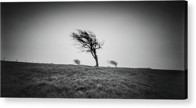 Pinhole Acrylic Print featuring the photograph 3 windswept trees on the South downs by Will Gudgeon