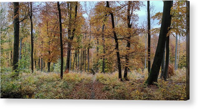 Autumn Colors Acrylic Print featuring the photograph Autumn in the Forest #6 by Robert Grac