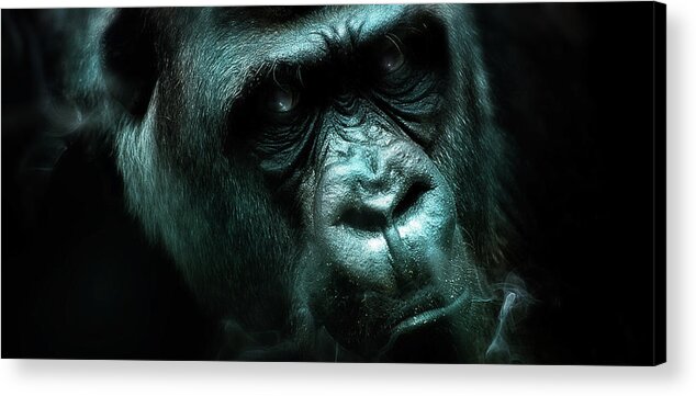 Gorilla Acrylic Print featuring the digital art Art - Angry Gorilla by Matthias Zegveld