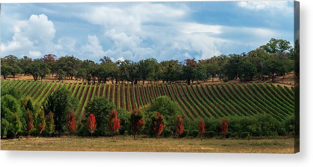 Vineyard Acrylic Print featuring the photograph Autumn Vines by Dan McGeorge